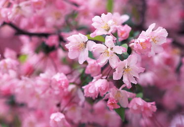 日本樱花节有什么特别的表演活动